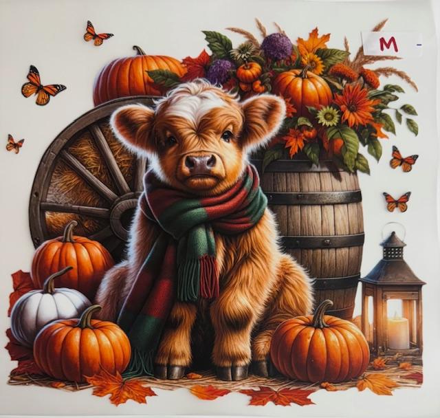 Fall Cow wearing scarf