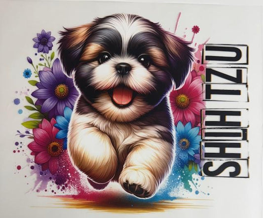 Shihtzu